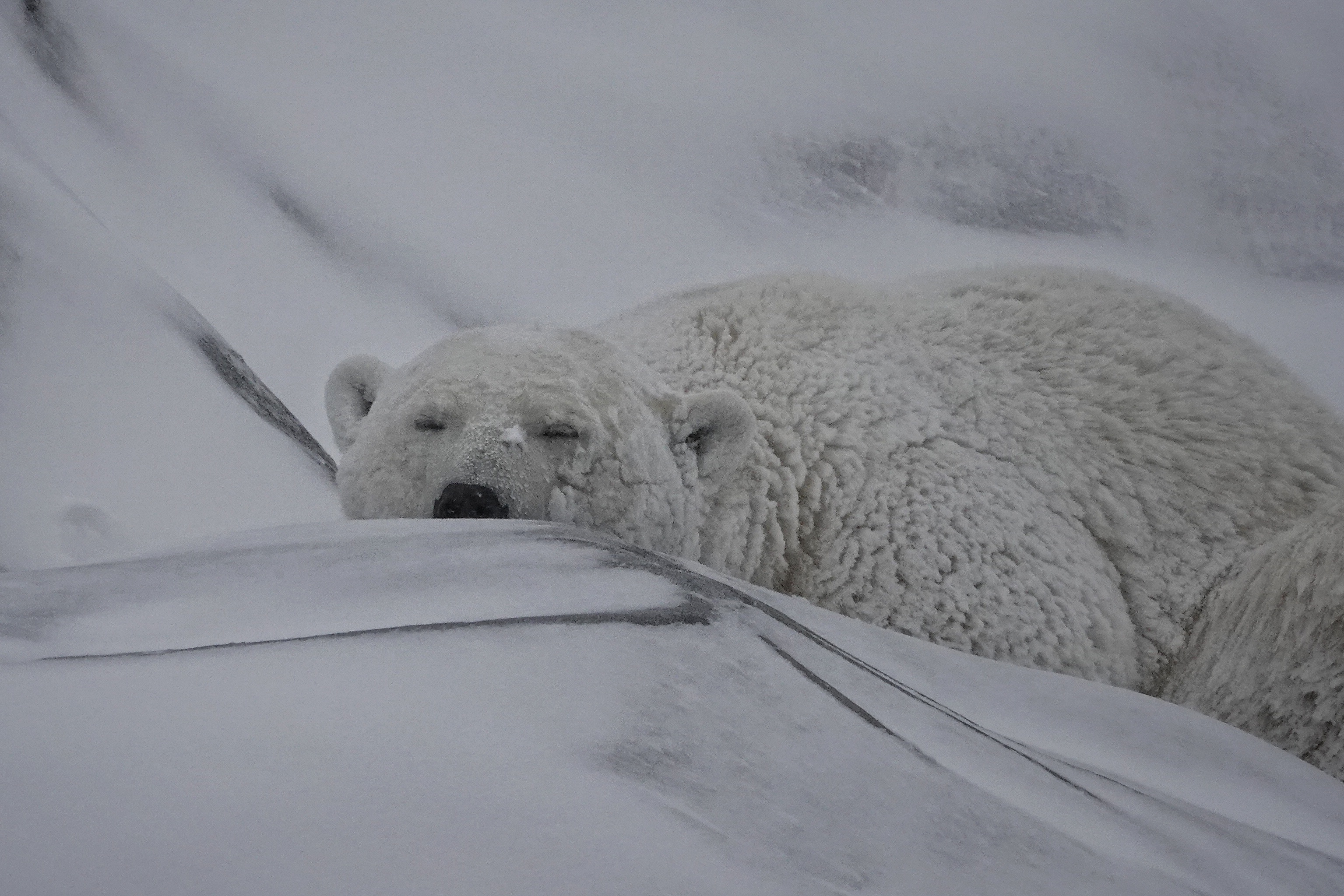 Ours polaire couché dans la neige